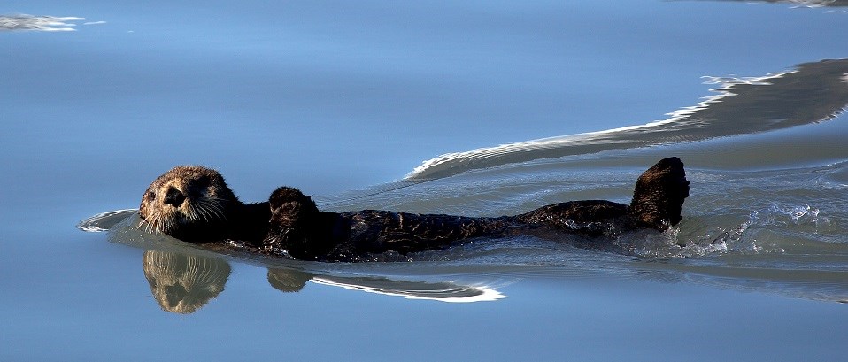 A sea otter swims on its back in calm water.
