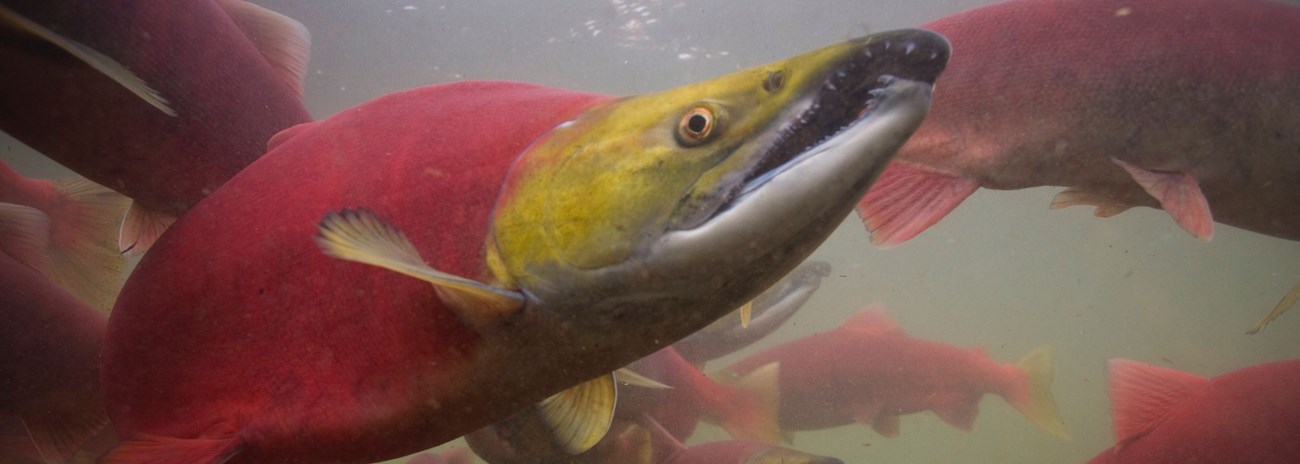 1salmon a fish with a yellow-green head and bright scarlet body and enormous jaw swims underwater among others like it.