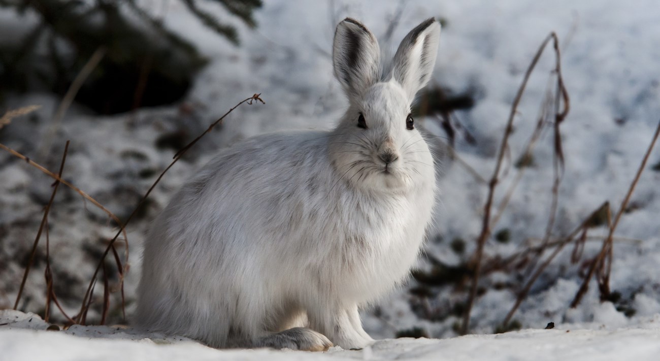 a snowshoe hare sits in the snow