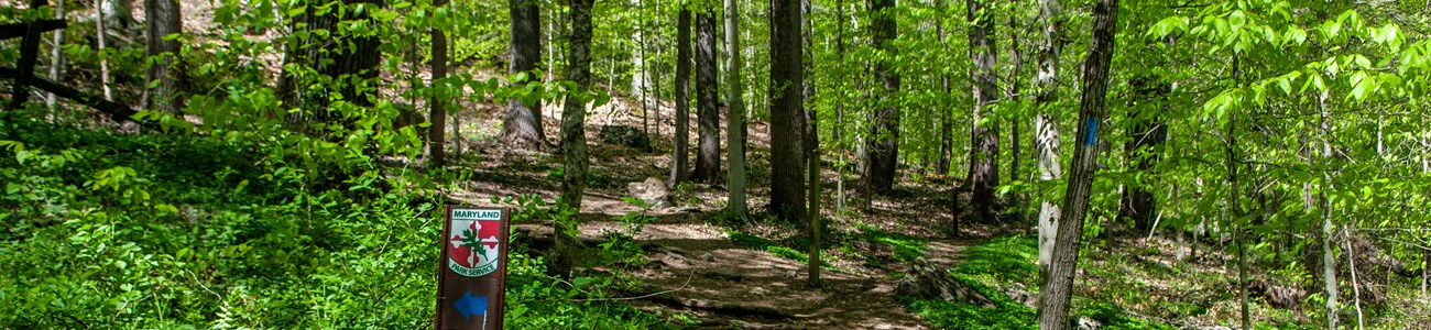 A small trail marker along a trail through the woods.