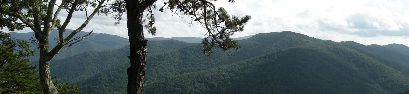 A tree grows on a small outcropping overlooking rolling hills of trees extending into the distance.