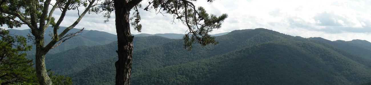 13 Land Conservation Header A tree grows on a small outcropping overlooking rolling hills of trees extending into the distance.