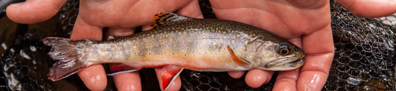 19 Water Quality Header A small brook trout is held in two hands just out of the water.