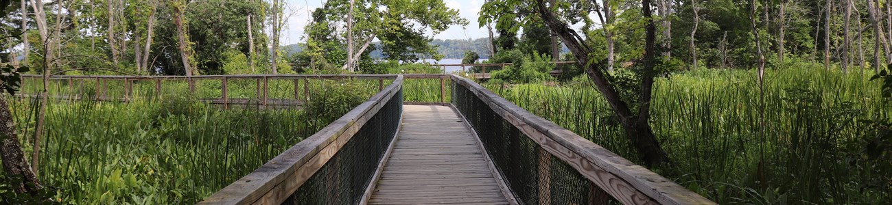 A boardwalk extends through a wetland environment.