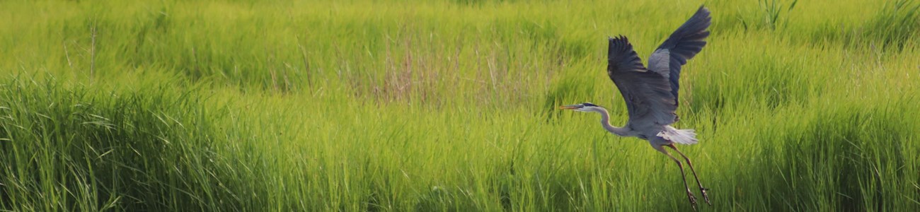 A blue heron takes flight over a marsh.