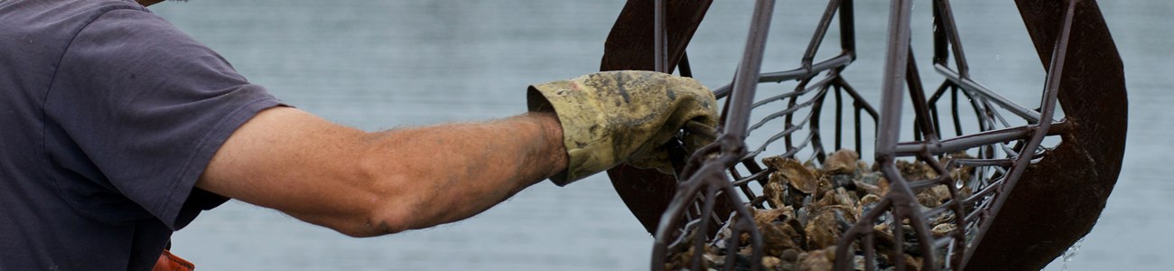 A man grabs a piece of equipment containing freshly harvested oysters.