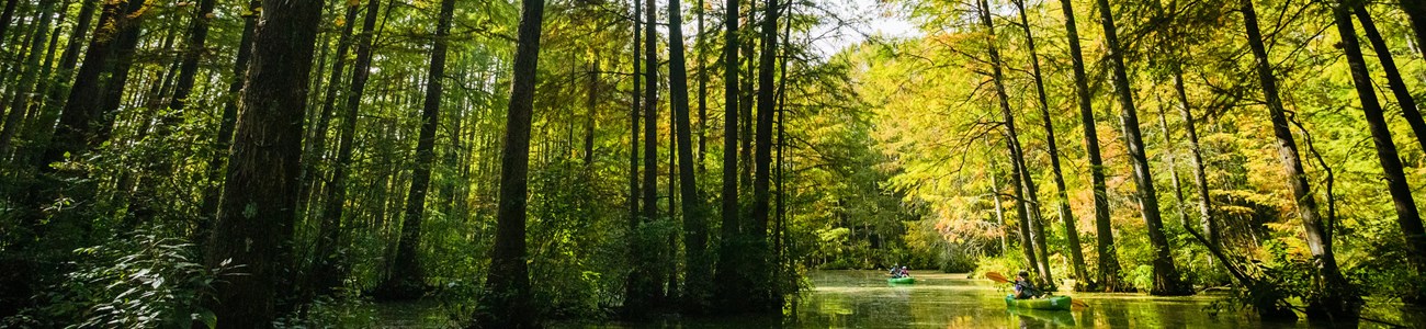 Looking up from a wetland at tall, slender trees with green leaves.