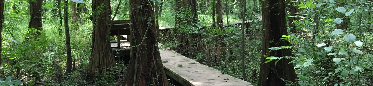 30 Maryland Gateways Header A boardwalk extends through a forest covered in green leaves.