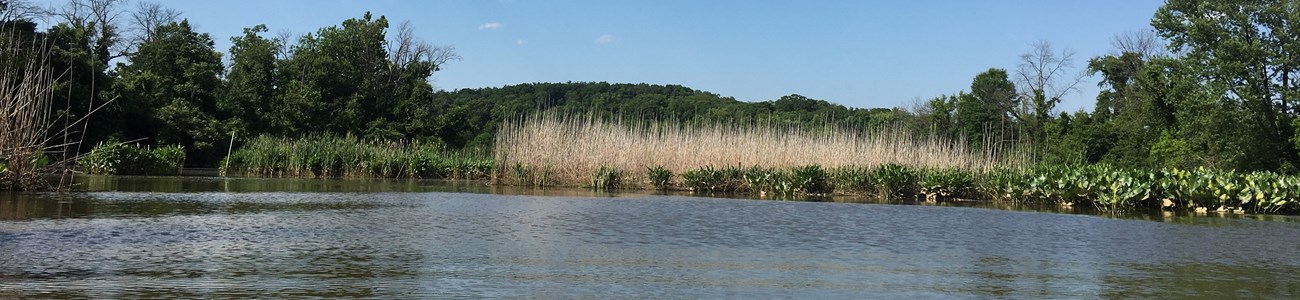 35 Washington DC Gateways Header A wetland and small forest seen at the edge of water from a kayak.