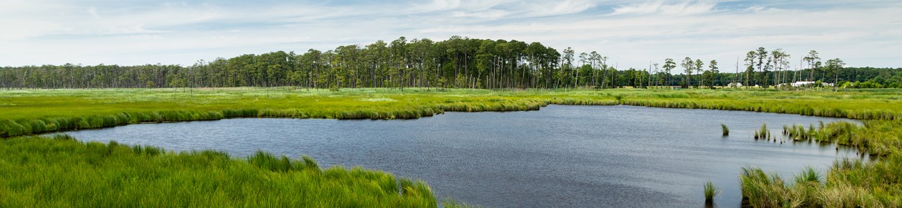 A tidal wetland with a maritime forest in the background.