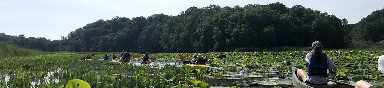 A group paddles canoes through lilly pads.