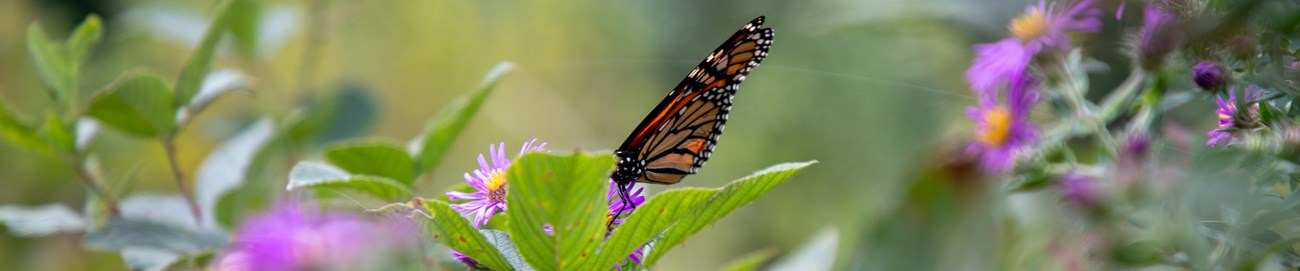 Monarch butterfly perched on purple flowers amidst green foliage.