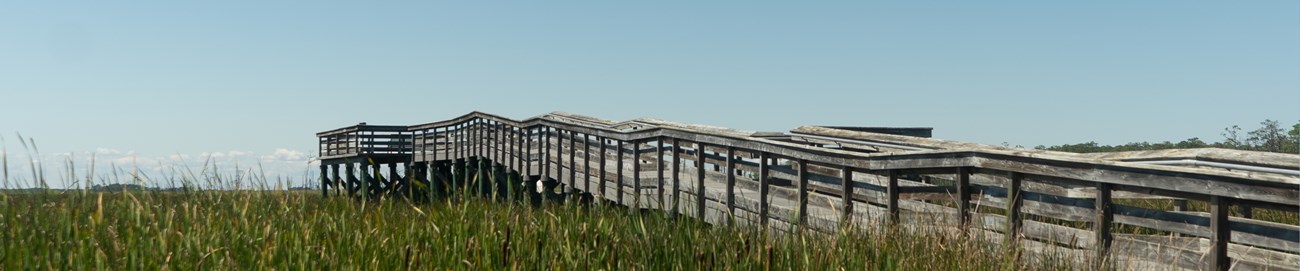 Wooden boardwalk through tall grass under clear blue sky