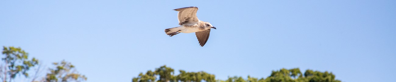 Seagull soars above lush green trees against a clear blue sky.