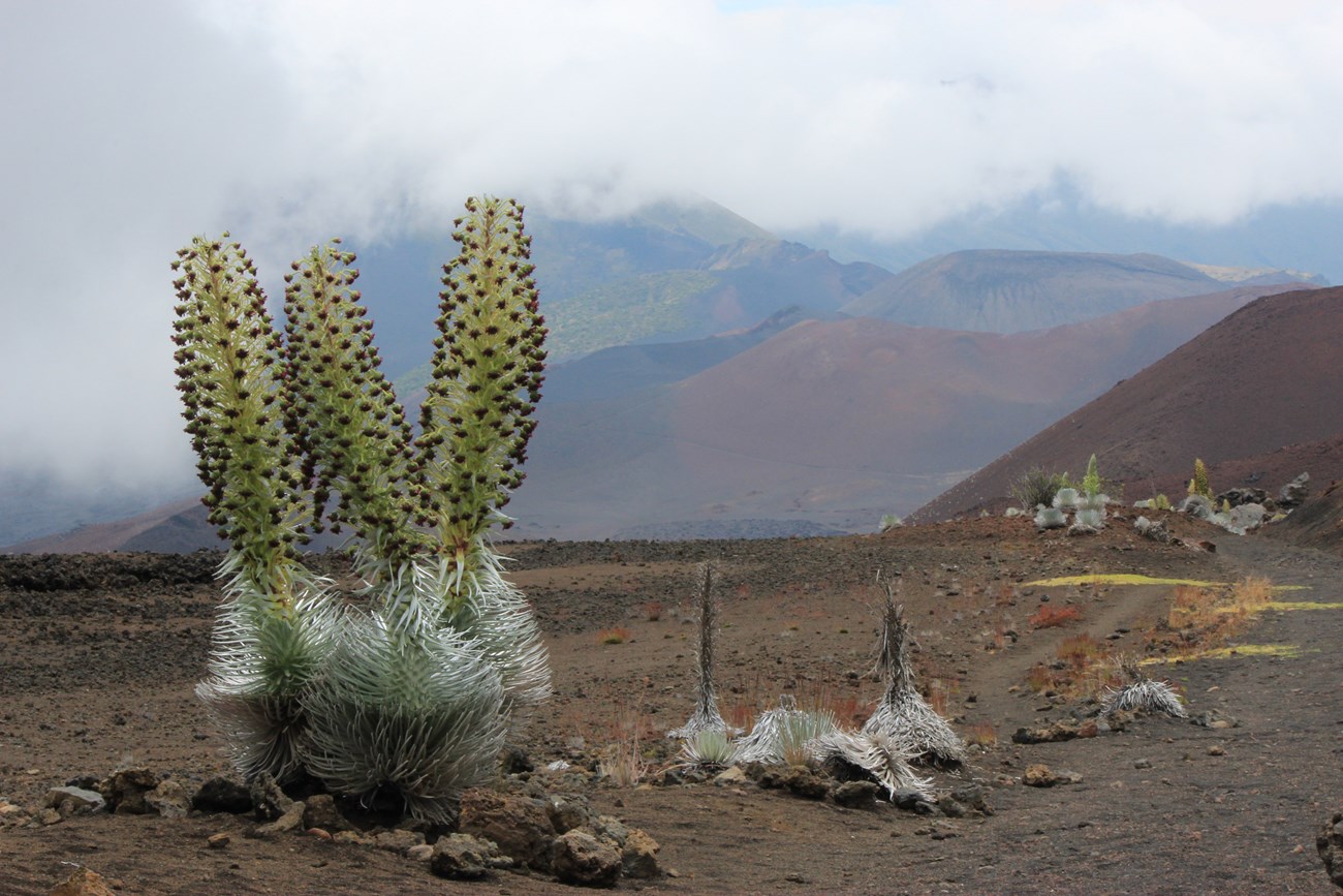 'ahinahina spikey silver plants with a tall stalk in desert environment