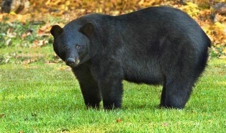 A Louisiana black bear standing in a grassy clearing A Louisiana black bear standing in a grassy clearing