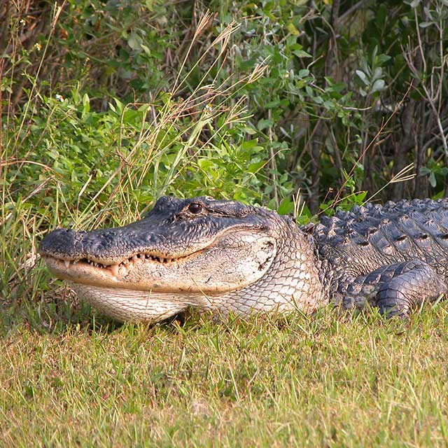 lt= A close up photo of an American Alligator sunning itself.
