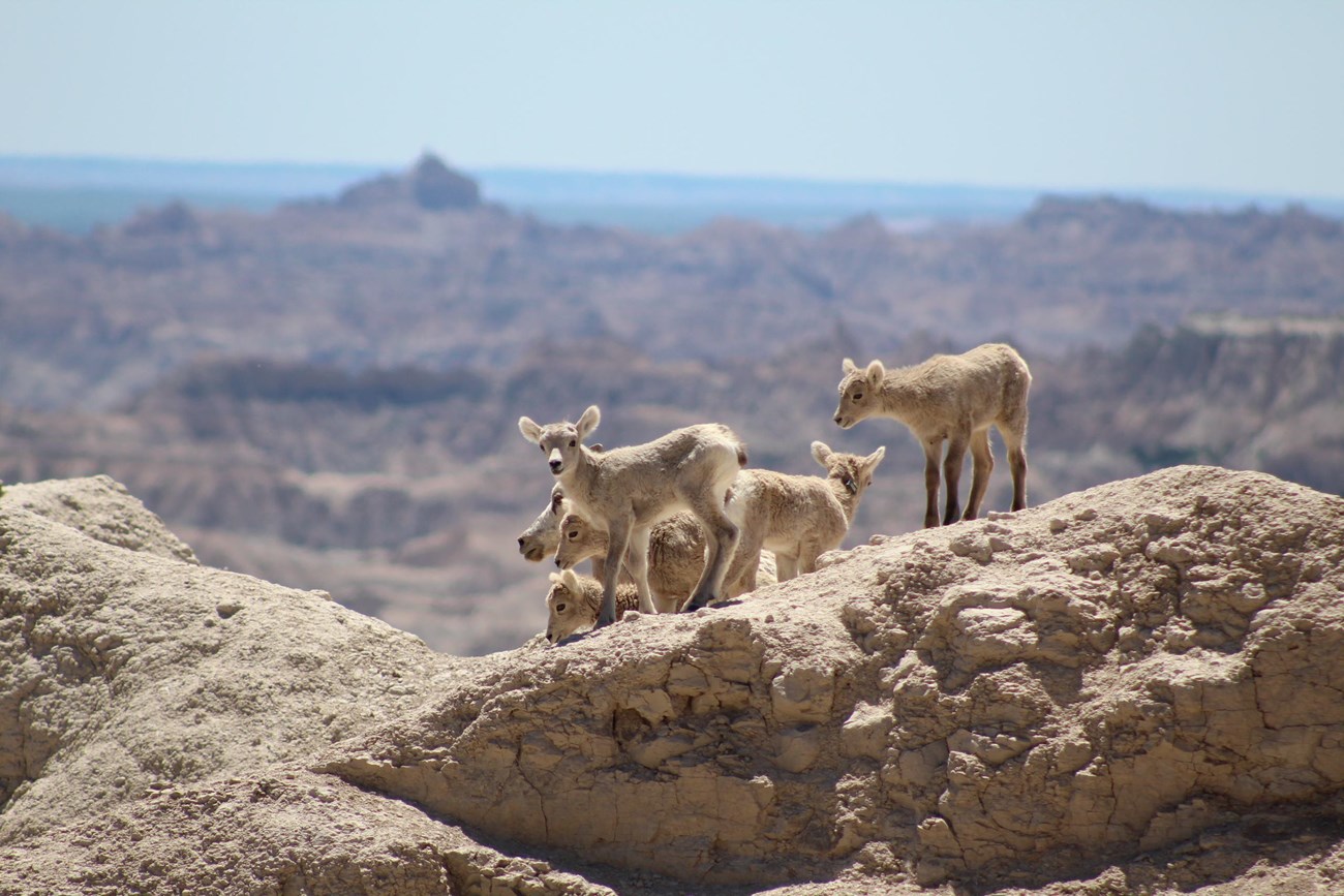 Five bighorn sheep lambs surround an adult ewe on a Badlands formation, with more buttes in the background.