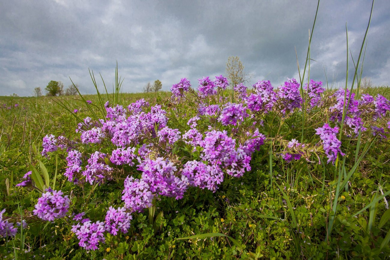 Purple flowers bloom on a grass-covered landscape under a partly cloudy sky.