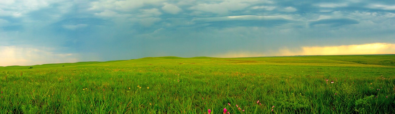 Large field of tallgrass and wildflowers in foreground with rain clouds overhead.