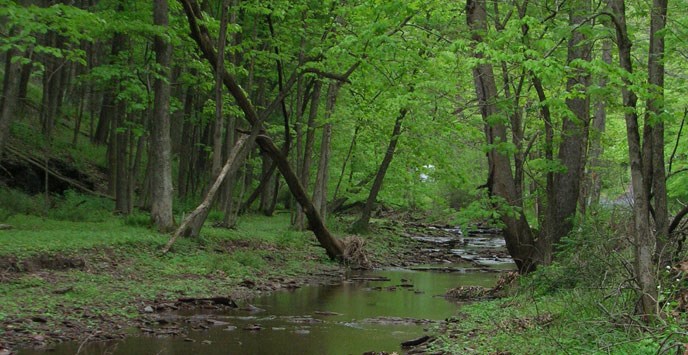 creek in forested area creek in forested area