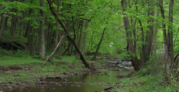 creek in forested area