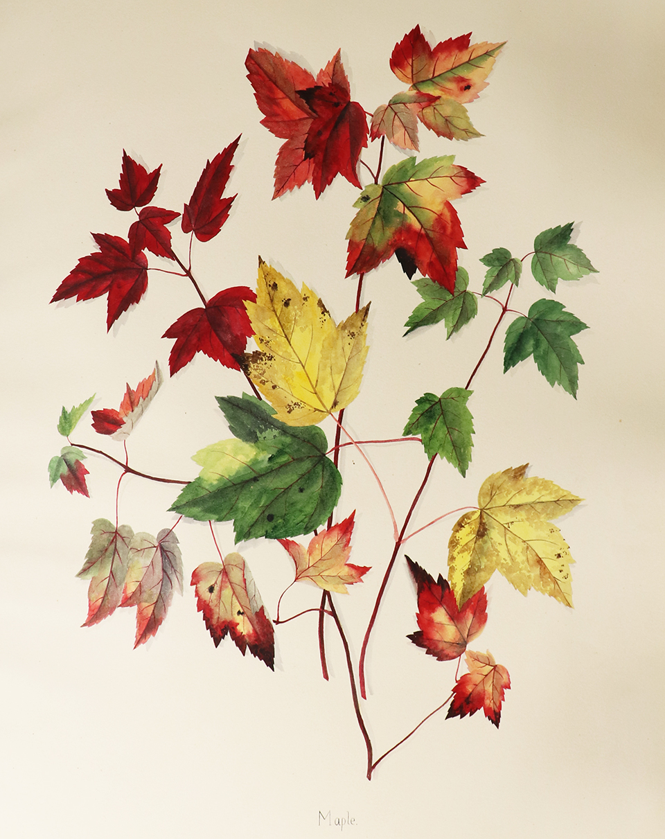 Watercolor image of colorful autumnal maple leaves.