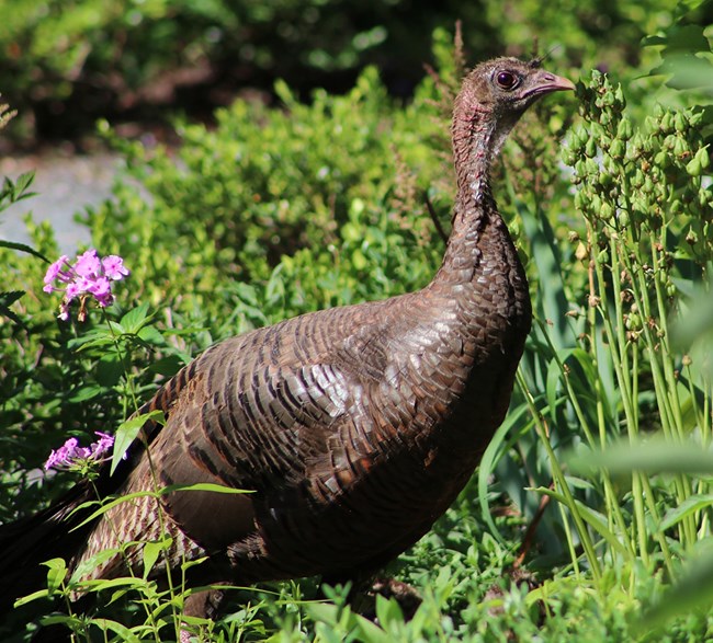 An Eastern Wild Turkey hen in the Longfellow formal garden.
