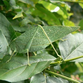 An Angular Winged Katydid dines on a leaf.