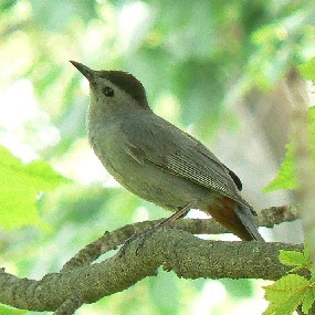 The Gray Catbird is often heard at Longfellow NHS, but seldom seen, as it usually hides in dense undergrowth. The Gray Catbird is often heard at Longfellow NHS, but seldom seen, as it usually hides in dense undergrowth.