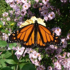 Monarch butterfly in the Longfellow garden.