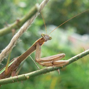 Praying Mantis, photographed on a rosebush in the Longfellow garden.