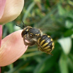 A male Wool Carder Bee patrols his territory.