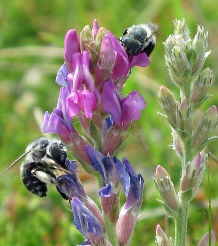 Two bumblebees buzz next to purple standing milkvetch flower.