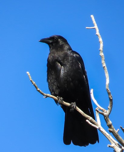 An American Crow perched on a branch, viewed from below.