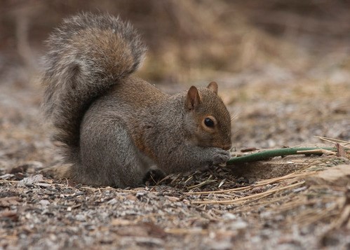 A grey squirrel munches on a snack.