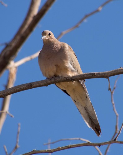 A mourning dove on a branch, viewed from below
