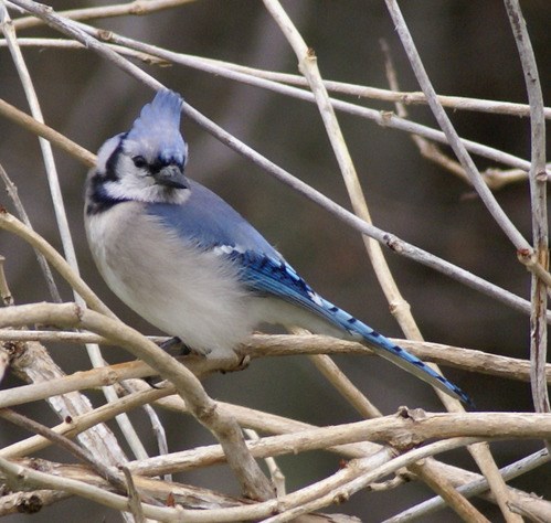 A blue jay perches among branches