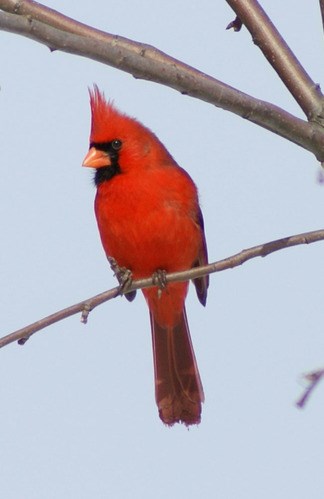 A Northern Cardinal perches on a branch