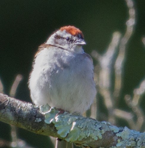 A Chipping Sparrow