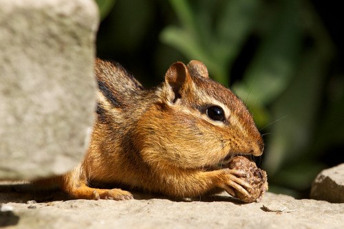 A chipmunk snacks on an acorn, half hidden by a rock.