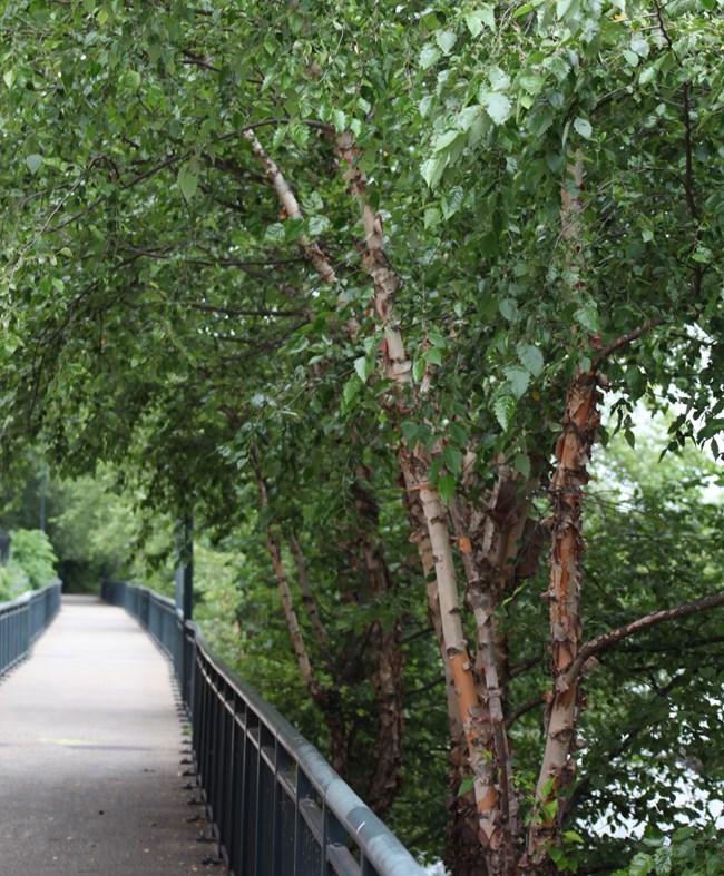 River Birch - Lowell National Historical Park (U.S. National Park Service)