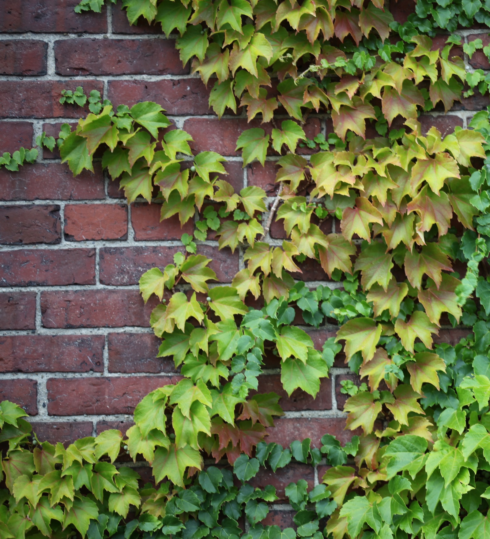 Boston Ivy - Lowell National Historical Park (U.S. National Park