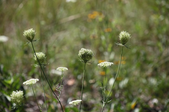 Small clusters of flowers with white petals are clumped together in small groups shaped like the tops of trees, all leading back to thin green stems