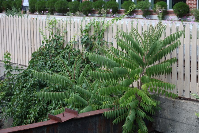 A tree-of-heaven with long, flexible branches bending under their own weight hangs out above a canal it is growing out of, with a steel beam entering the frame from bottom left across horizontally.