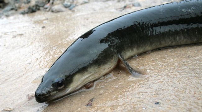 The head of a long, black eel with a yellow belly, small beady eyes and tiny fins