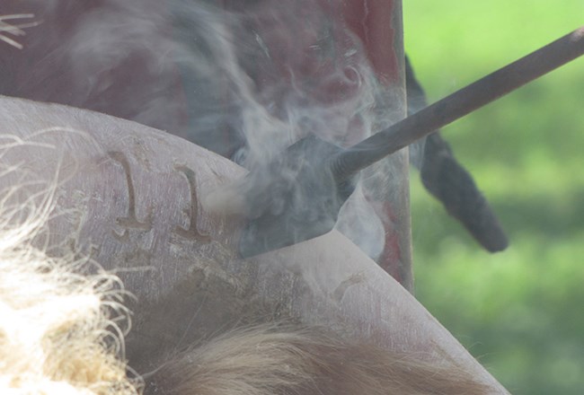 A closeup view of a brand being applied to a horn while smoke rises.
