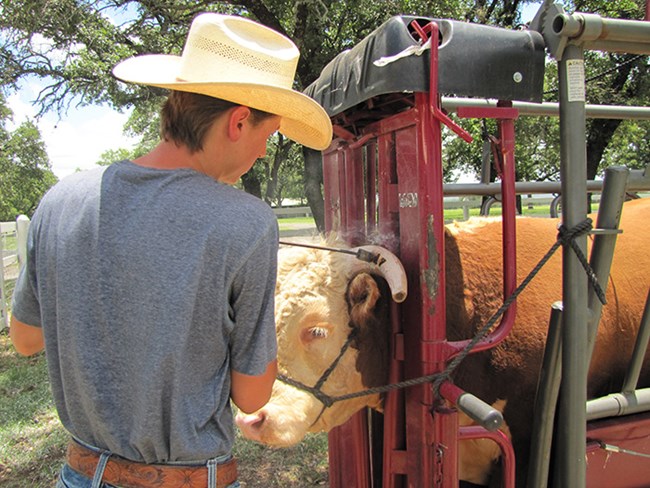 A cowboy presses a small metal tool against a bull's horn.