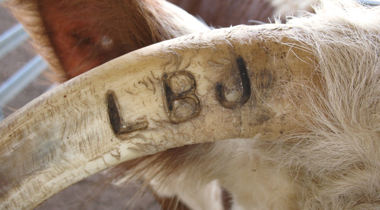 The letters "LBJ" are embedded in the horn of a brown and white cow.