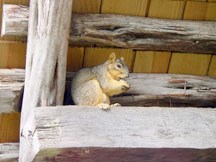 Squirrel at the Sam E. Johnson, Sr. Cabin
